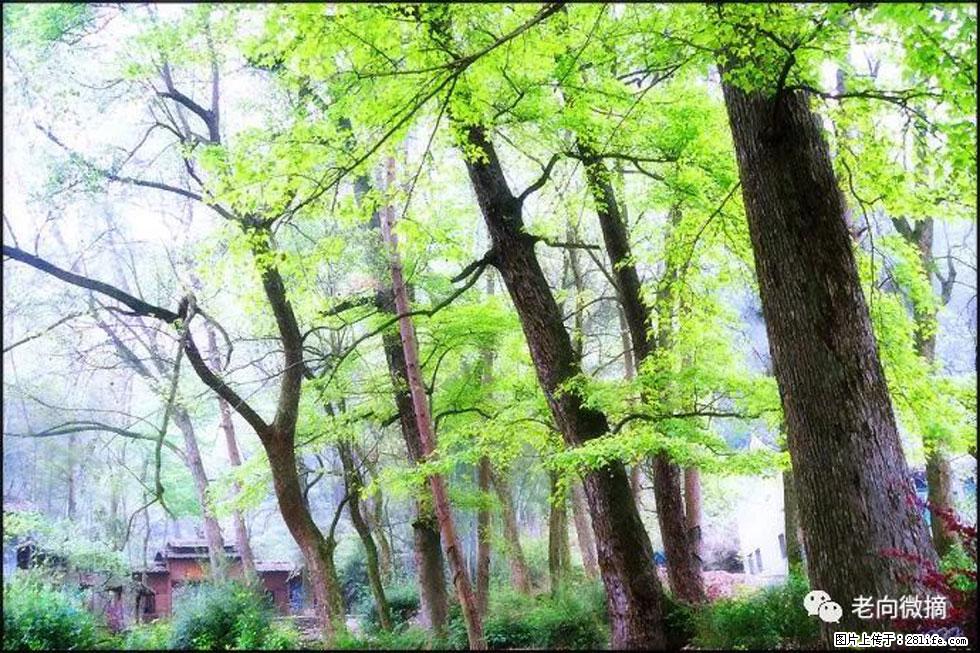 【春天,广西桂林灌阳县向您发出邀请!】在小龙村与春天约会 - 游山玩水 - 岳阳生活社区 - 岳阳28生活网 yy.28life.com