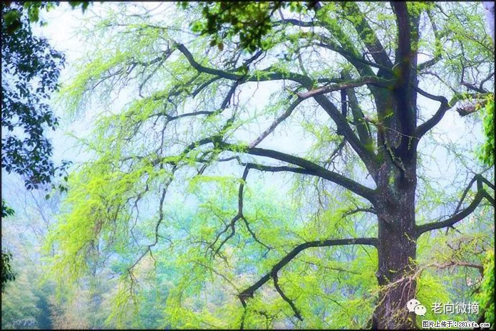 【春天,广西桂林灌阳县向您发出邀请!】在小龙村与春天约会 - 游山玩水 - 岳阳生活社区 - 岳阳28生活网 yy.28life.com