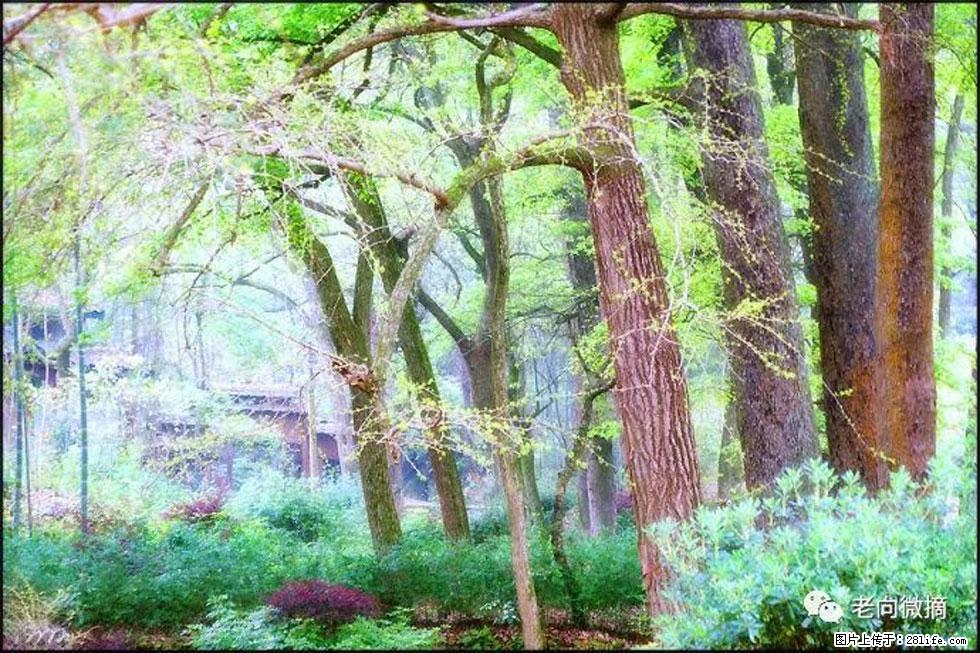 【春天,广西桂林灌阳县向您发出邀请!】在小龙村与春天约会 - 游山玩水 - 岳阳生活社区 - 岳阳28生活网 yy.28life.com