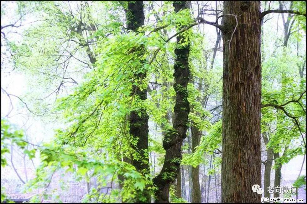 【春天,广西桂林灌阳县向您发出邀请!】在小龙村与春天约会 - 游山玩水 - 岳阳生活社区 - 岳阳28生活网 yy.28life.com