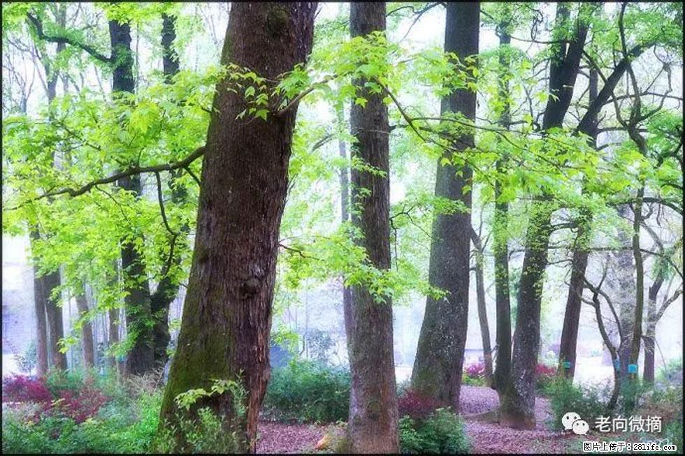 【春天,广西桂林灌阳县向您发出邀请!】在小龙村与春天约会 - 游山玩水 - 岳阳生活社区 - 岳阳28生活网 yy.28life.com