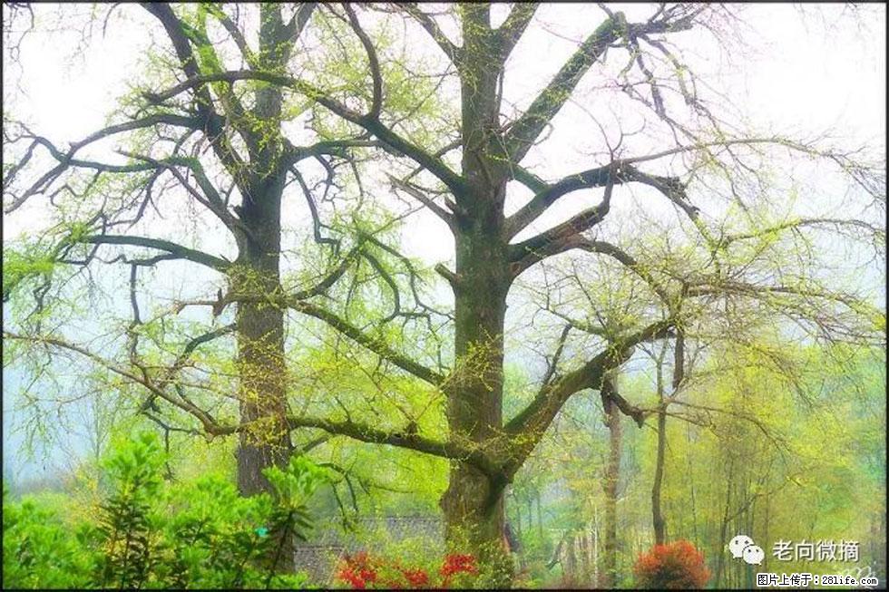 【春天,广西桂林灌阳县向您发出邀请!】在小龙村与春天约会 - 游山玩水 - 岳阳生活社区 - 岳阳28生活网 yy.28life.com