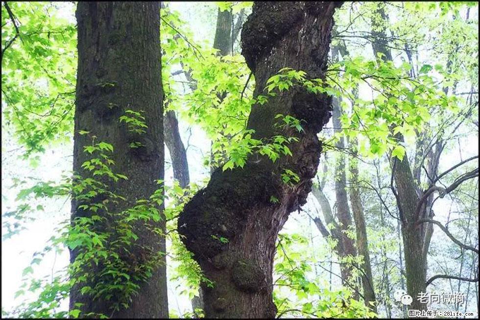 【春天,广西桂林灌阳县向您发出邀请!】在小龙村与春天约会 - 游山玩水 - 岳阳生活社区 - 岳阳28生活网 yy.28life.com