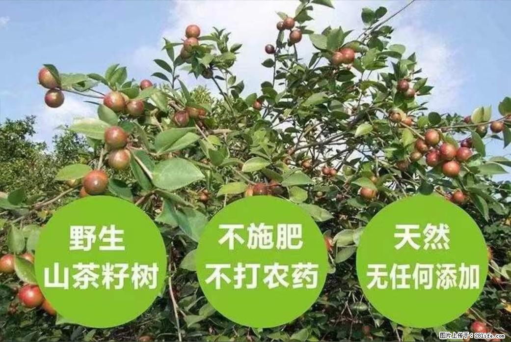 【灌阳县油茶产业示范区】一个有着充实的精神生活的人,对待身外之物自会有一种淡泊的态度 - 美食天地 - 岳阳生活社区 - 岳阳28生活网 yy.28life.com