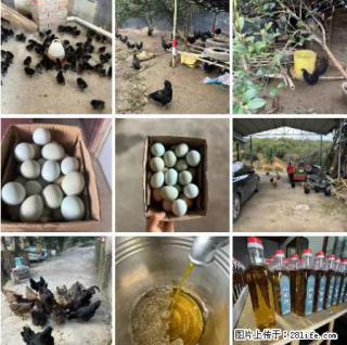 油茶园从小鸡仔开始养起的纯土鸡、土鸡蛋可以预定啦！还有前几天刚榨的纯山茶油哦 - 岳阳28生活网 yy.28life.com