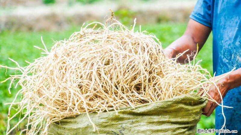 堪称“最难吃”的蔬菜,却是 “抗辐射神器”,还能护肺、清热、止咳化痰! - 岳阳生活资讯 - 岳阳28生活网 yy.28life.com