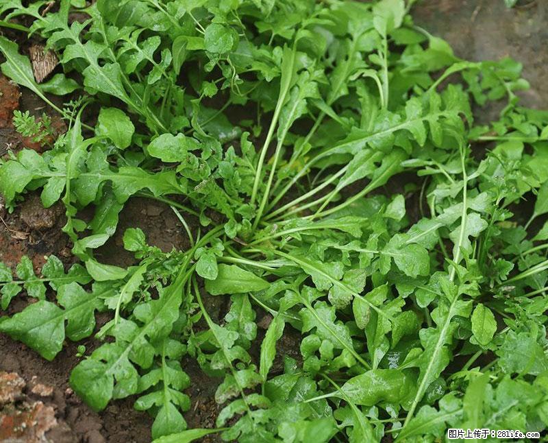这些蔬菜是“天然钙片”，这6种被医生重点推荐 - 岳阳生活资讯 - 岳阳28生活网 yy.28life.com