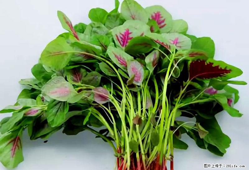 这些蔬菜是“天然钙片”，这6种被医生重点推荐 - 岳阳生活资讯 - 岳阳28生活网 yy.28life.com