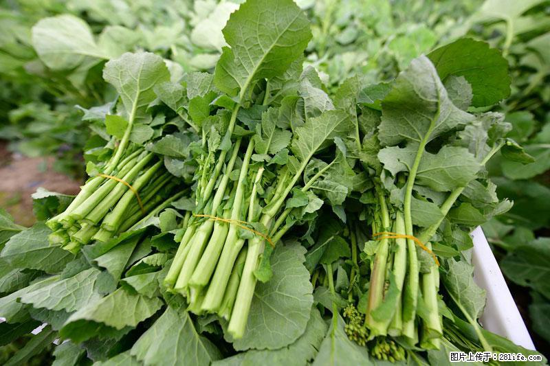 这些蔬菜是“天然钙片”，这6种被医生重点推荐 - 岳阳生活资讯 - 岳阳28生活网 yy.28life.com